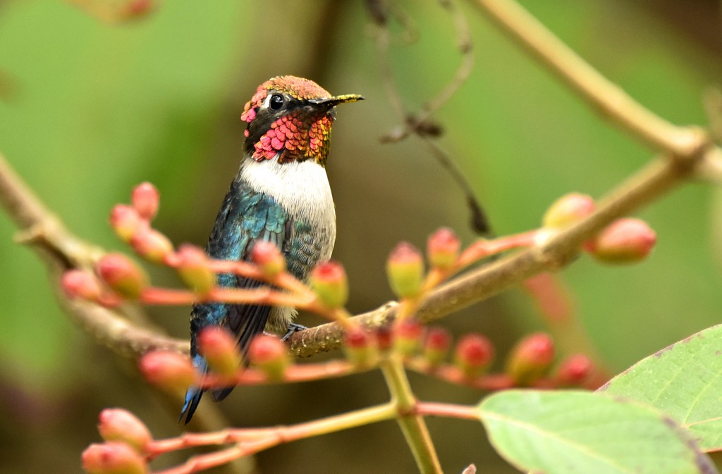 Птицы кубы фото Bee Hummingbird Marie-France Grenouillet - Wildlife Photographer