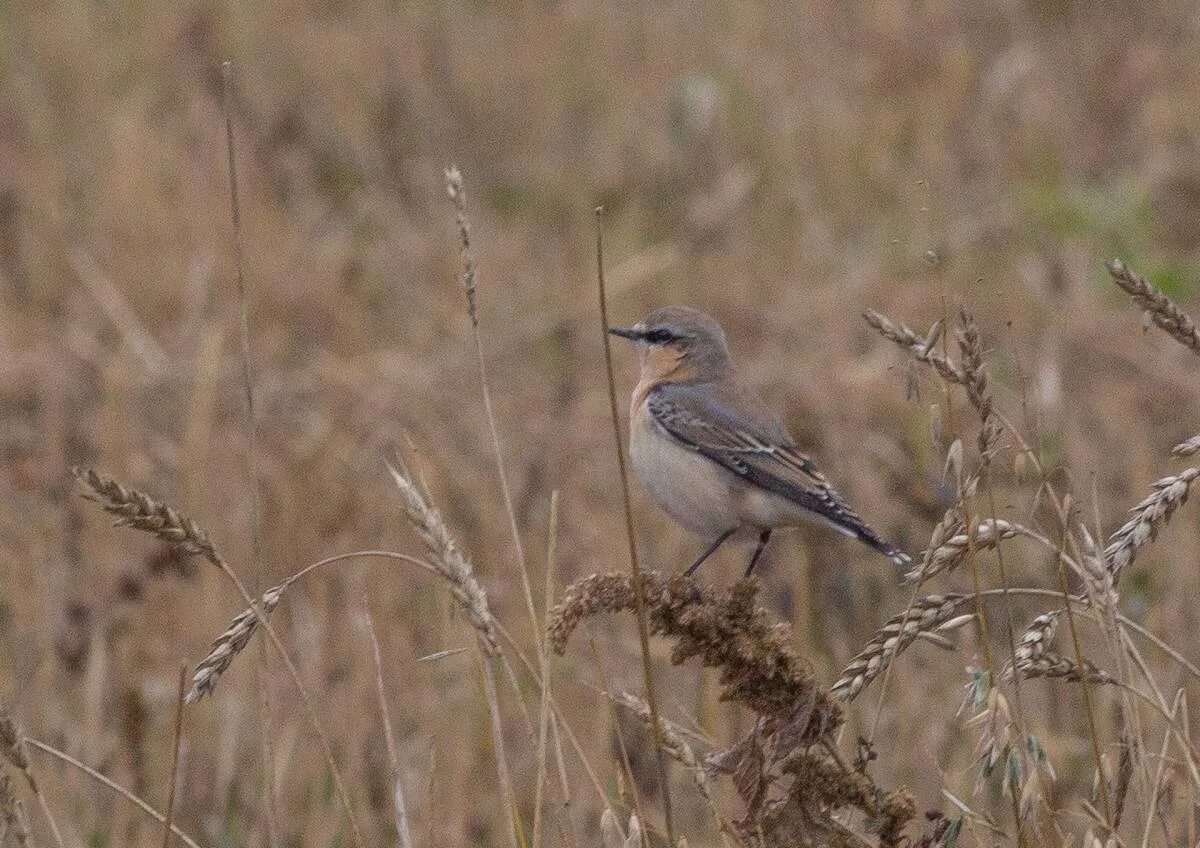 Птицы курганской области фото Northern Wheatear (Oenanthe oenanthe). Birds of Siberia.