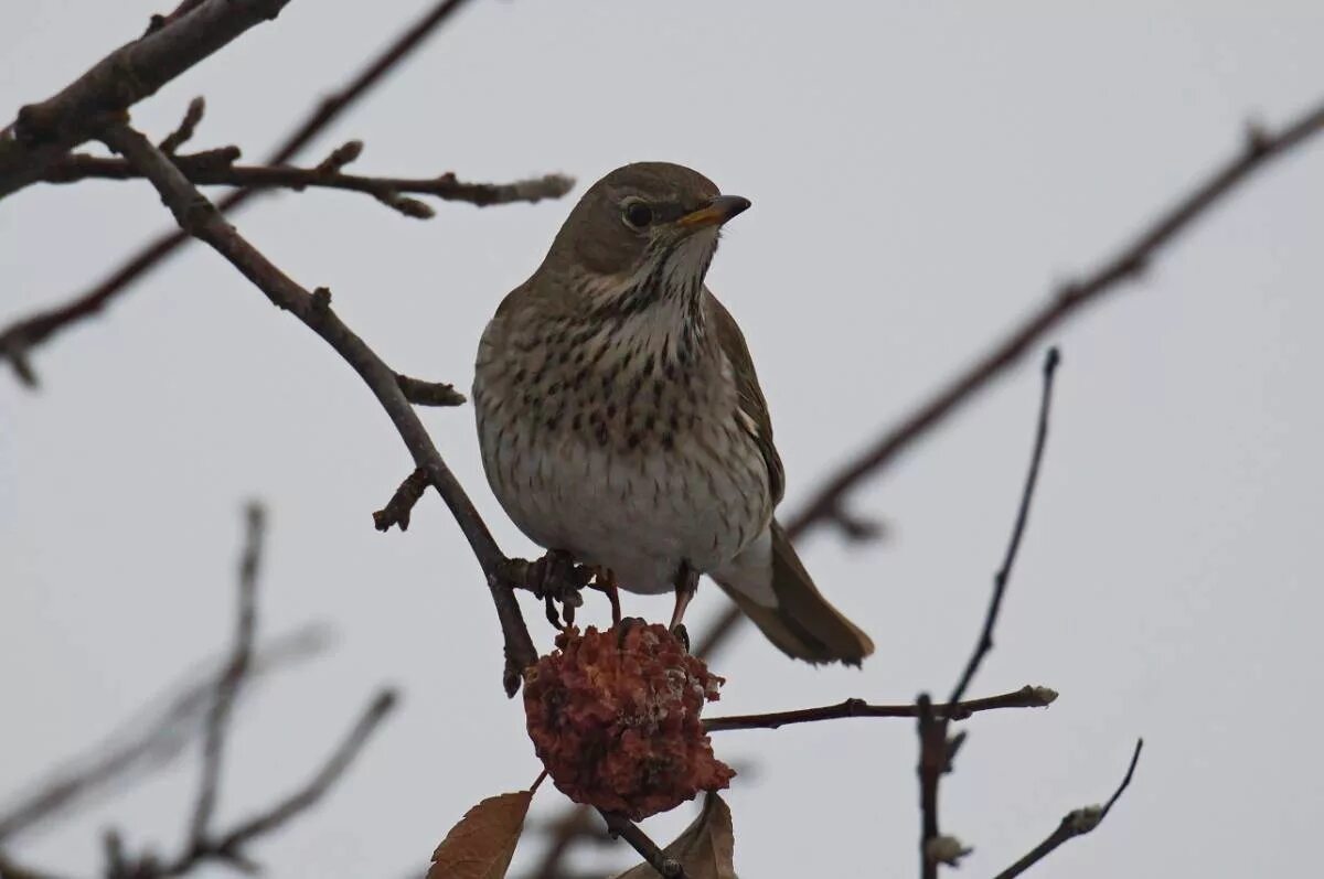 Птицы курганской области фото Black-throated Thrush (Turdus atrogularis). Birds of Siberia.