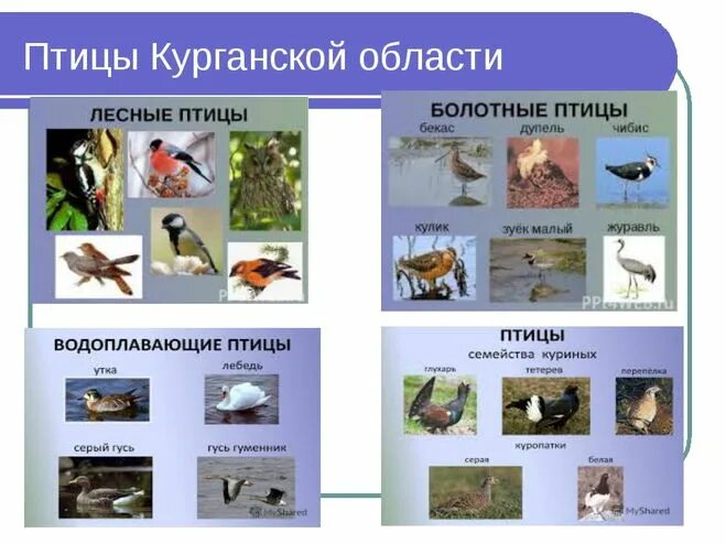 Птицы курганской области фото с названиями Проект "Разнообразие природы Курганской области" как подготовить?