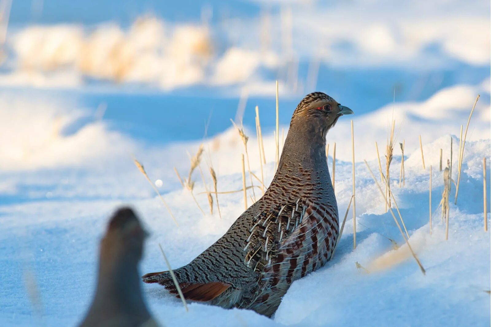 Птицы куропатки фото крупным Daurian Partridge (Perdix dauurica). Birds of Siberia.