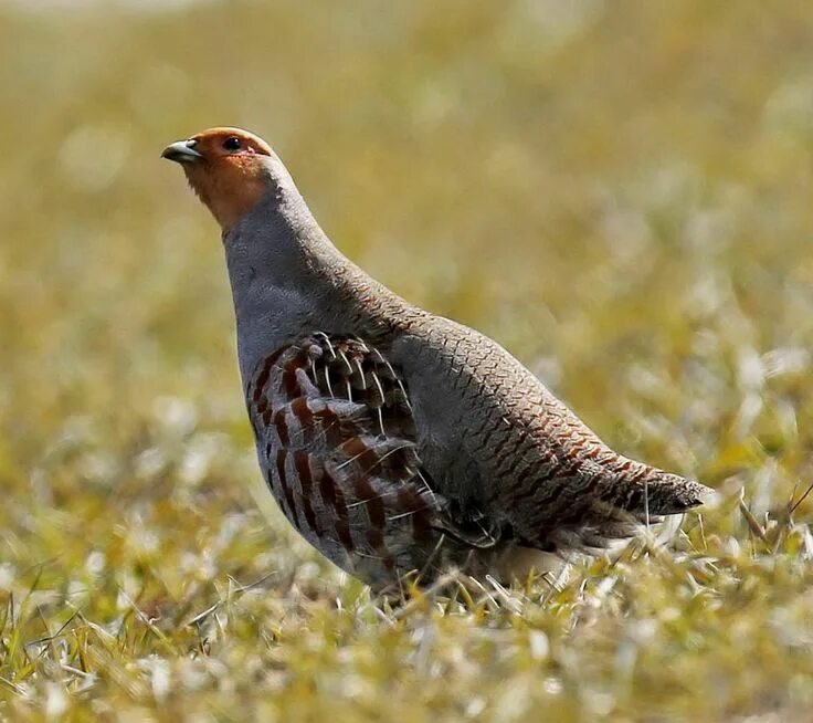 Птицы куропатки фото крупным Perdix perdix (Photo from Animal Photos ) Common name: grey partridge (en) ; per