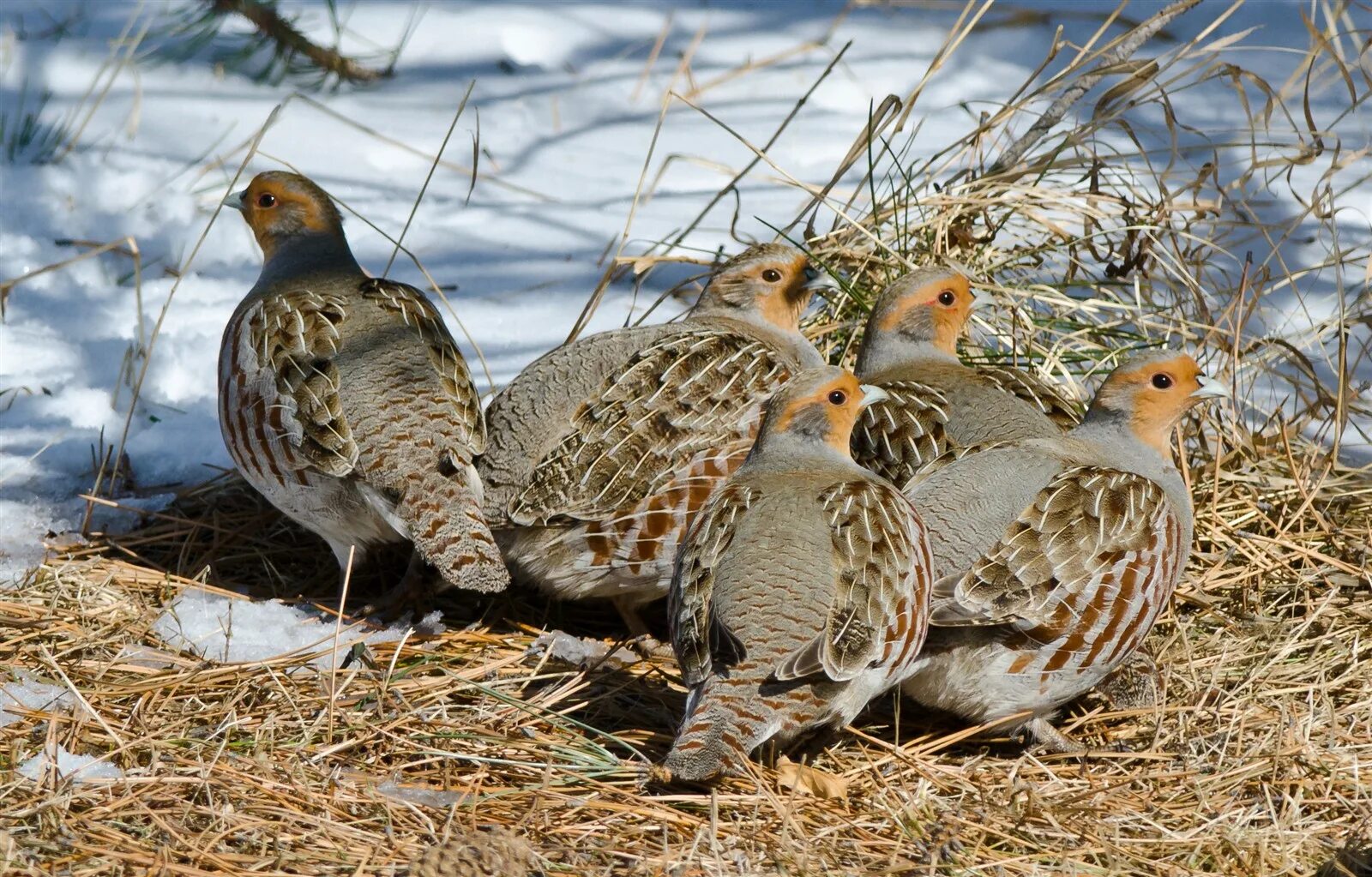 Птицы куропатки фото крупным Hungarian Partridge Range