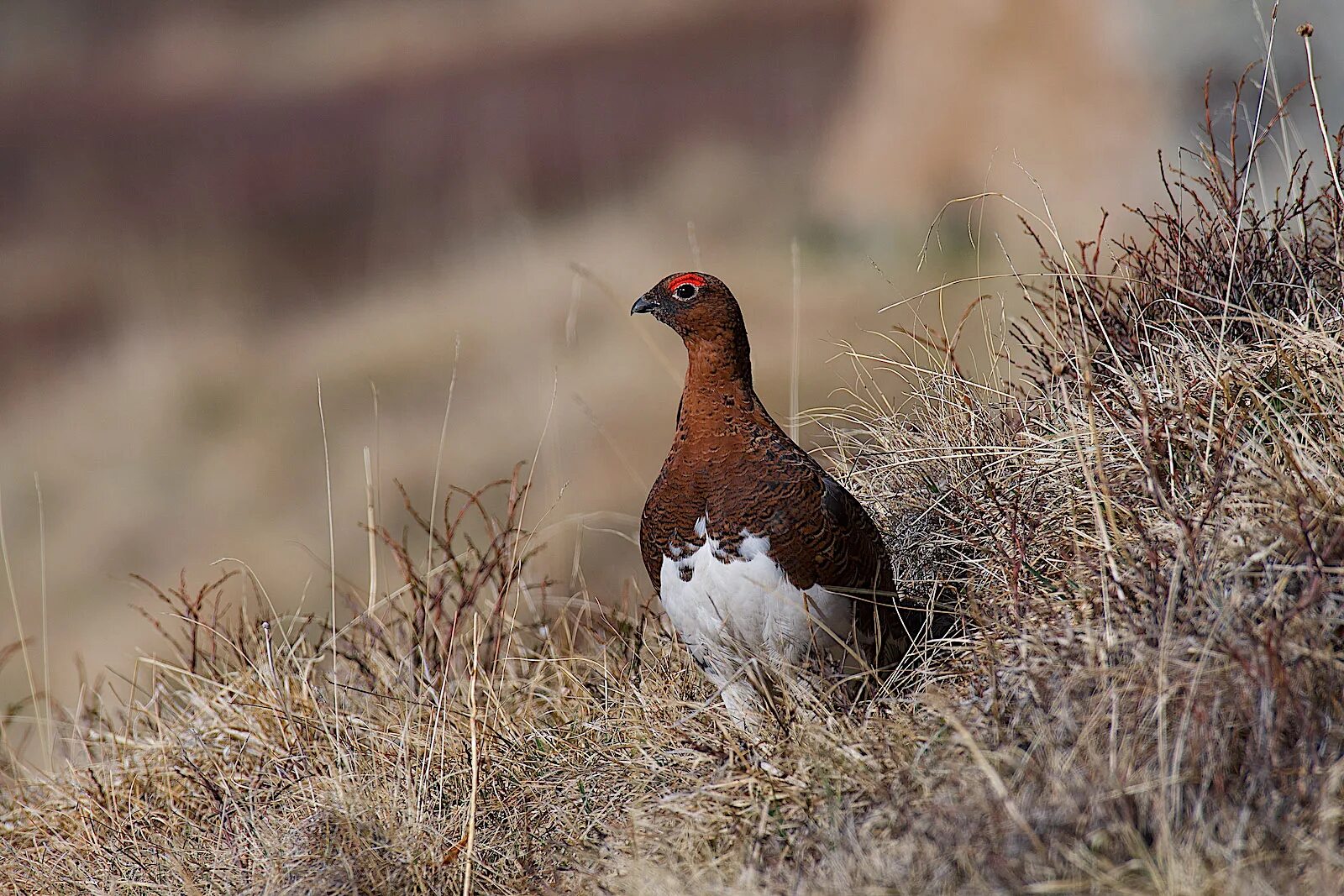 Птицы куропатки фото крупным Willow Ptarmigan (Lagopus lagopus). Birds of Siberia.