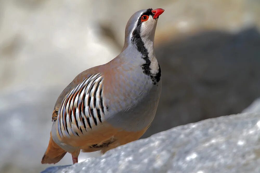 Птицы куропатки фото крупным Rock Partridge Birds Wiki Fandom