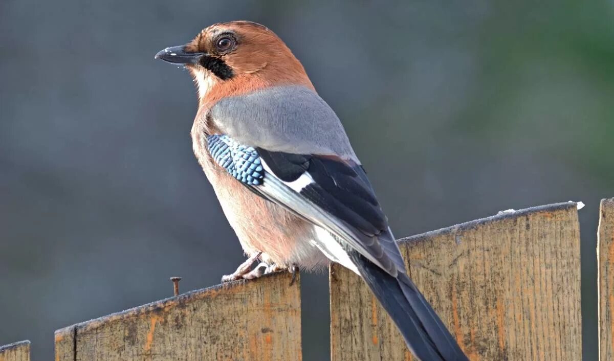 Птицы курска фото Eurasian Jay (Garrulus glandarius). Birds of Siberia.