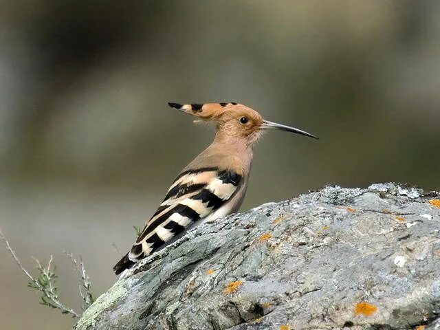 Птицы курской области фото Hoopoe (Upupa epops). Photo Gallery.Birds of Siberia.