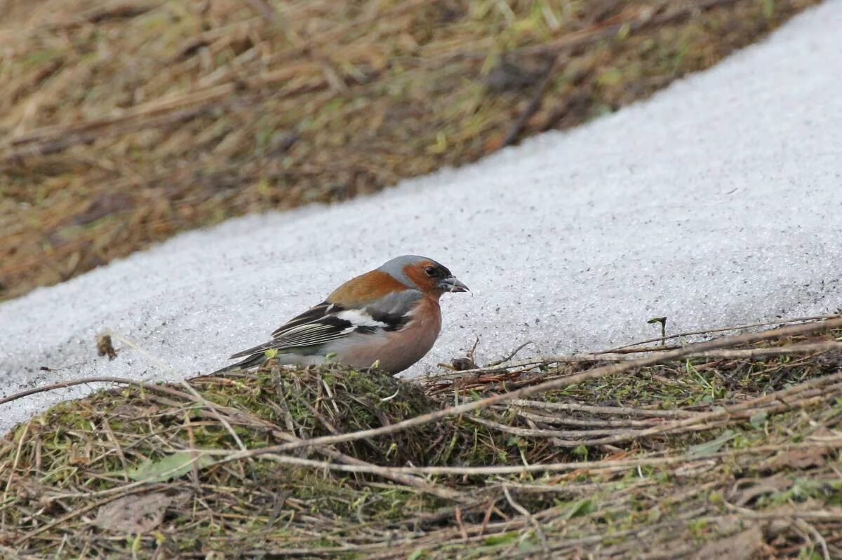 Птицы кузбасса фото Common Chaffinch (Fringilla coelebs). Birds of Siberia.