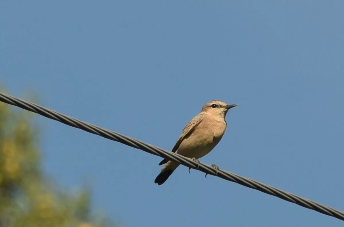 Птицы кузбасса фото Isabelline Wheatear (Oenanthe isabellina). Birds of Siberia.