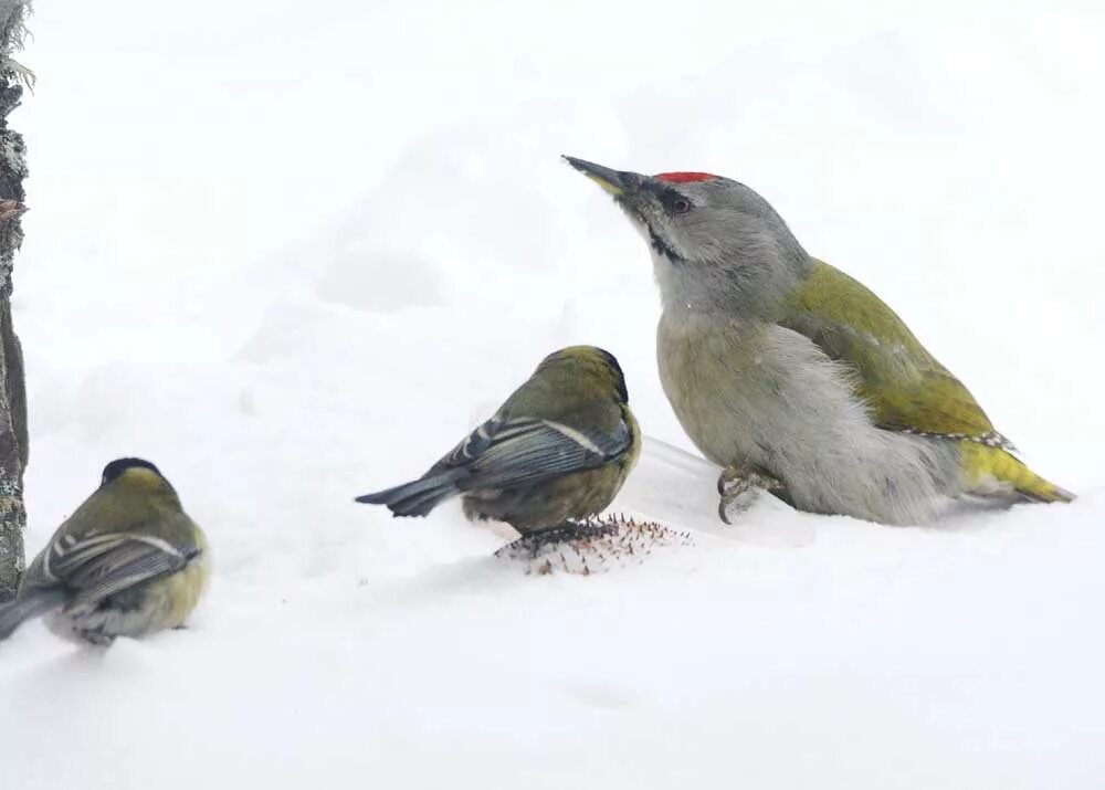 Птицы кузбасса фото Grey-Headed Woodpecker (Picus canus). Birds of Siberia.