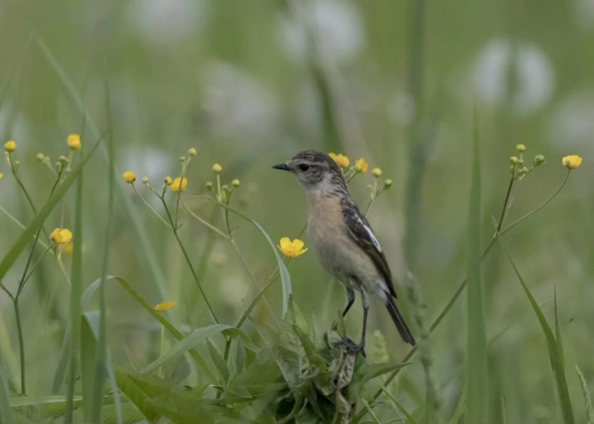 Птицы кузбасса фото Common Stonechat (Saxicola torquata). Birds of Siberia.