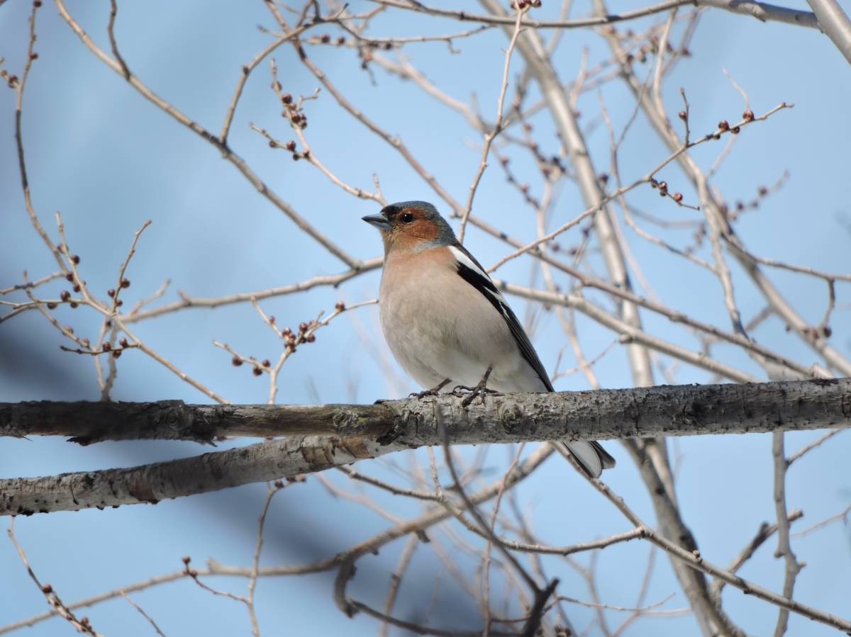 Птицы кузбасса фото Зяблик (Fringilla coelebs). Птицы Сибири.