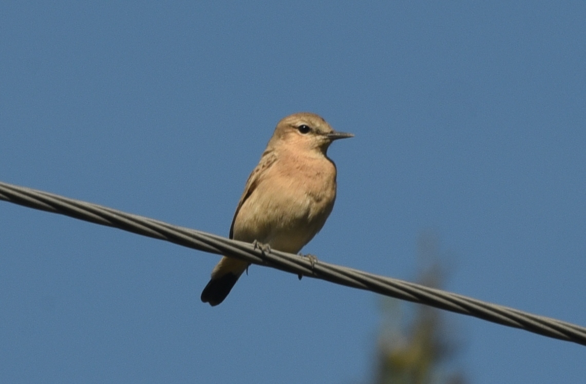 Птицы кузбасса фото Isabelline Wheatear (Oenanthe isabellina). Birds of Siberia.