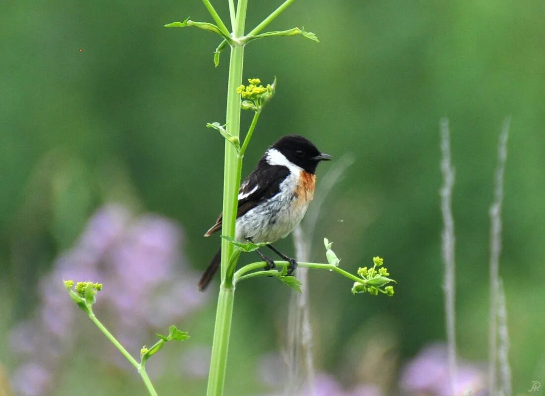 Птицы кузбасса фото Common Stonechat (Saxicola torquata). Birds of Siberia.