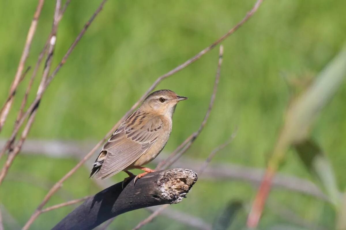 Птицы кузбасса фото с названиями Pallas's Grasshopper Warbler (Locustella certhiola). Birds of Siberia.