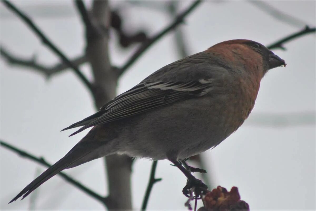 Птицы кузбасса фото с названиями Pine Grosbeak (Pinicola enucleator). Birds of Siberia.