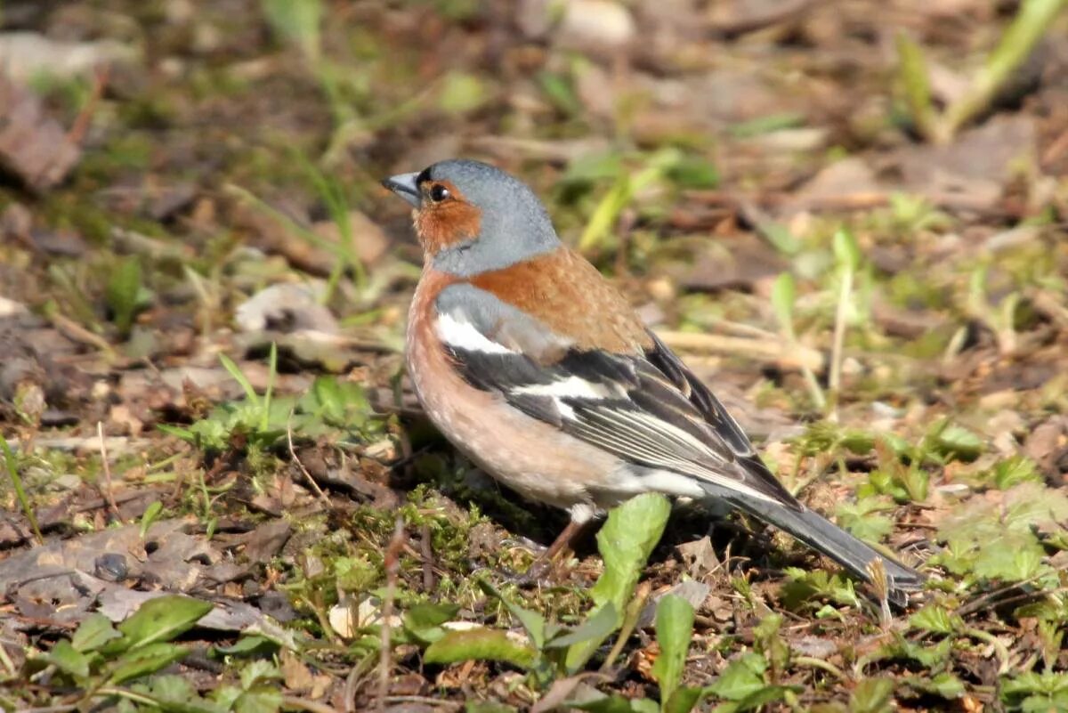 Птицы кузбасса фото с названиями Common Chaffinch (Fringilla coelebs). Birds of Siberia.