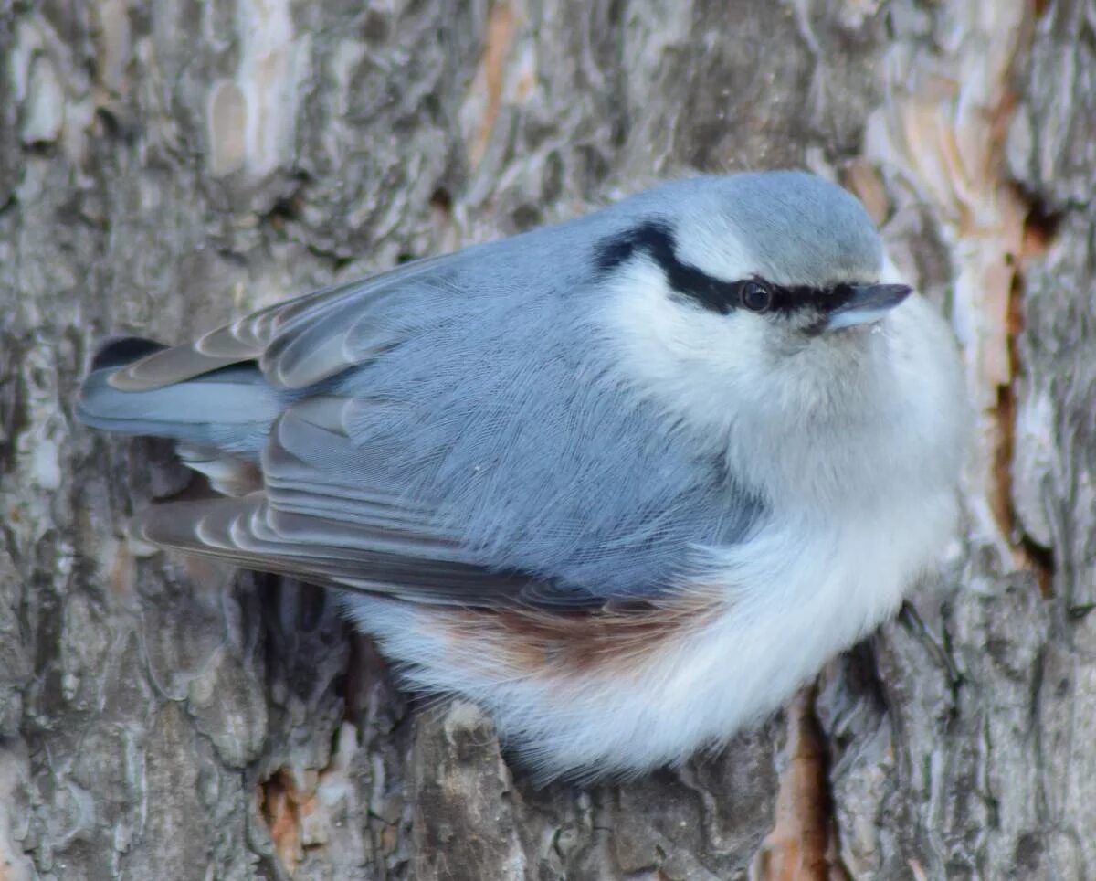 Птицы кузбасса фото с названиями Eurasian Nuthatch (Sitta europaea). Birds of Siberia.