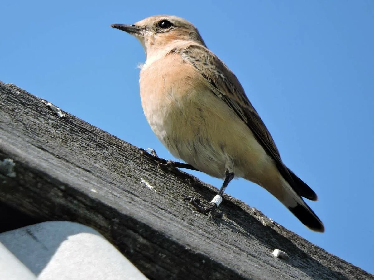 Птицы кузбасса фото с названиями Northern Wheatear (Oenanthe oenanthe). Birds of Siberia.