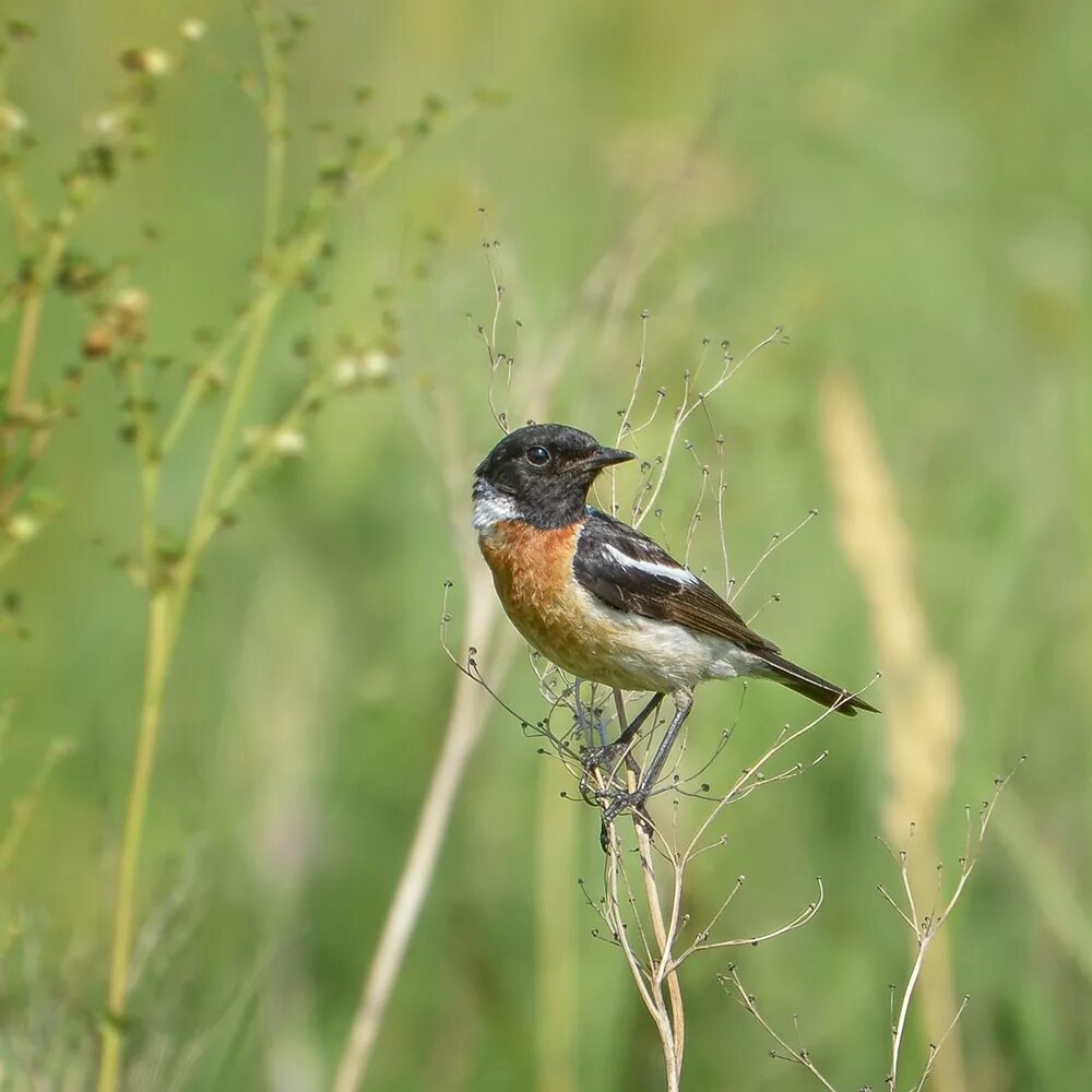 Птицы кузбасса фото с названиями Common Stonechat (Saxicola torquata). Birds of Siberia.