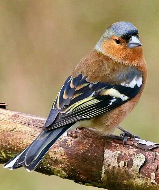 Птицы ленинградской фото и названия Pin by Alexander on Chaffinches Chaffinch, Pet birds, Colorful birds