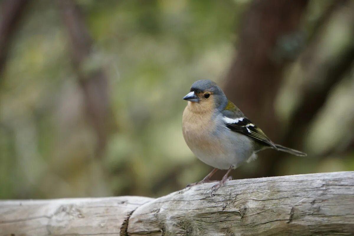 Птицы ленинградской фото и названия Free Images : chaffinch, finch, songbird, coat, feather, feathers, plumage, livi