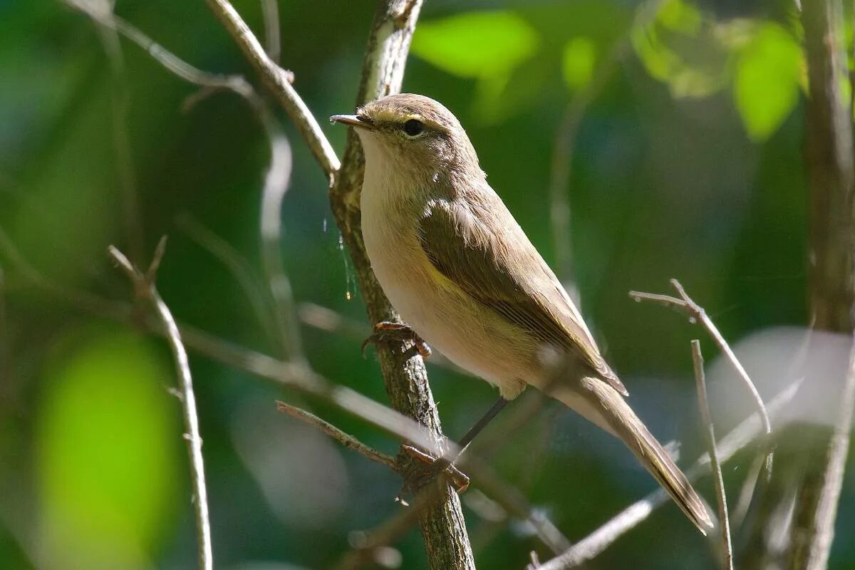 Птицы ленинградской области фото и названия Common Chiffchaff (Phylloscopus collybita). Birds of Siberia.