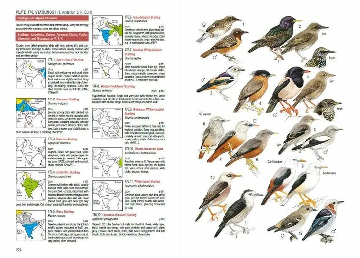 Птицы ленинградской области фото и названия определитель Birds of South Asia - Lynx Edicions Birds, Bird poster, Field guide