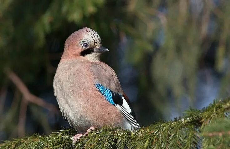 Птицы ленобласти фото Пин от пользователя Олена Голембовська на доске BIRDS ПТИЦЫ