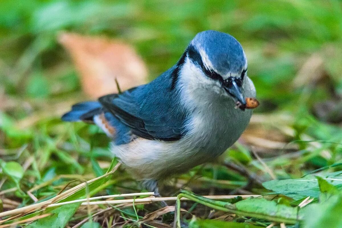 Птицы ленобласти фото с названиями Ratel's photos #77 Forest Birds-51 - Steemit