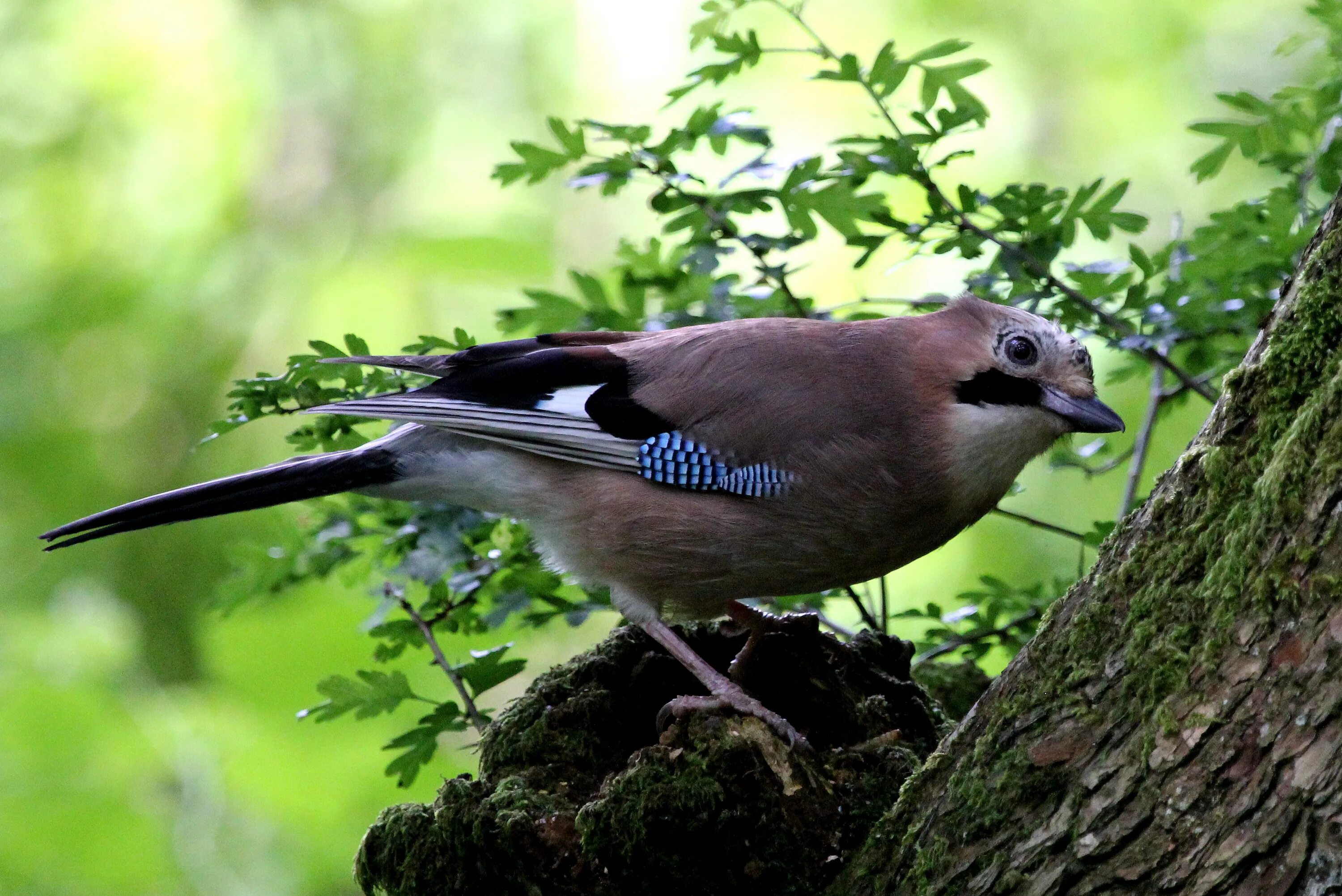 Птицы леса фото и описание Free Images : nature, branch, wildlife, beak, fauna, blue jay, feathers, vertebr