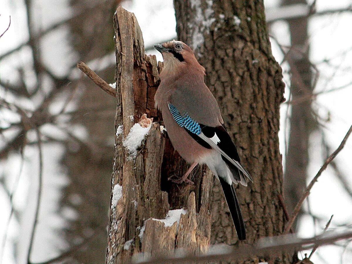 Птицы леса подмосковья фото Сойка (Garrulus glandarius). Фото на сайте "Грибы: информация и фотографии"