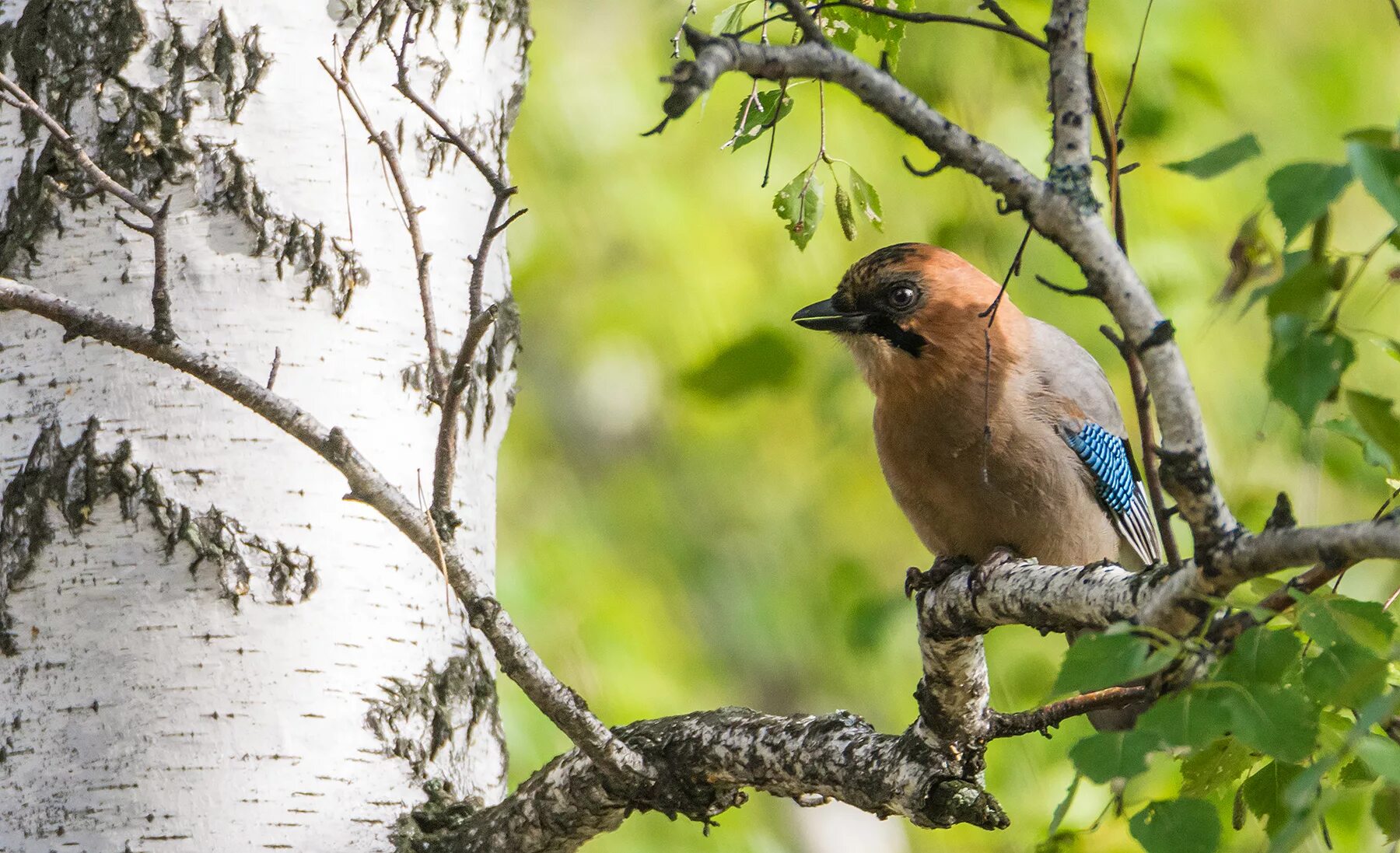 Птицы леса подмосковья фото Ratel's photos #168 Forest Birds-119 - Steemit