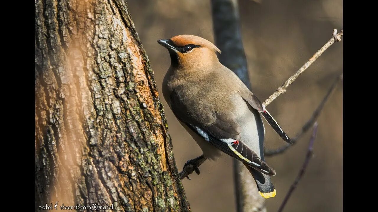 Птицы леса подмосковья фото с названиями The Bohemian waxwing (Bombycilla garrulus) - YouTube