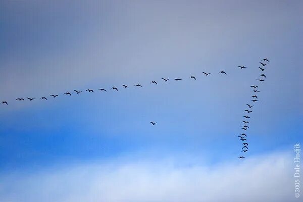 Птицы летят клином фото Every spring and fall geese like these, but with hundreds more, flying high in t