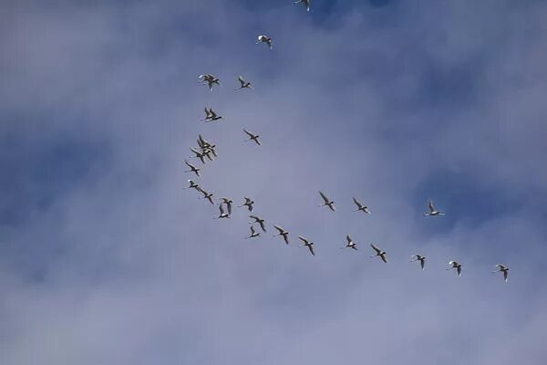 Птицы летят клином фото Swans: My wife and I was outside when these swans flew over our house.