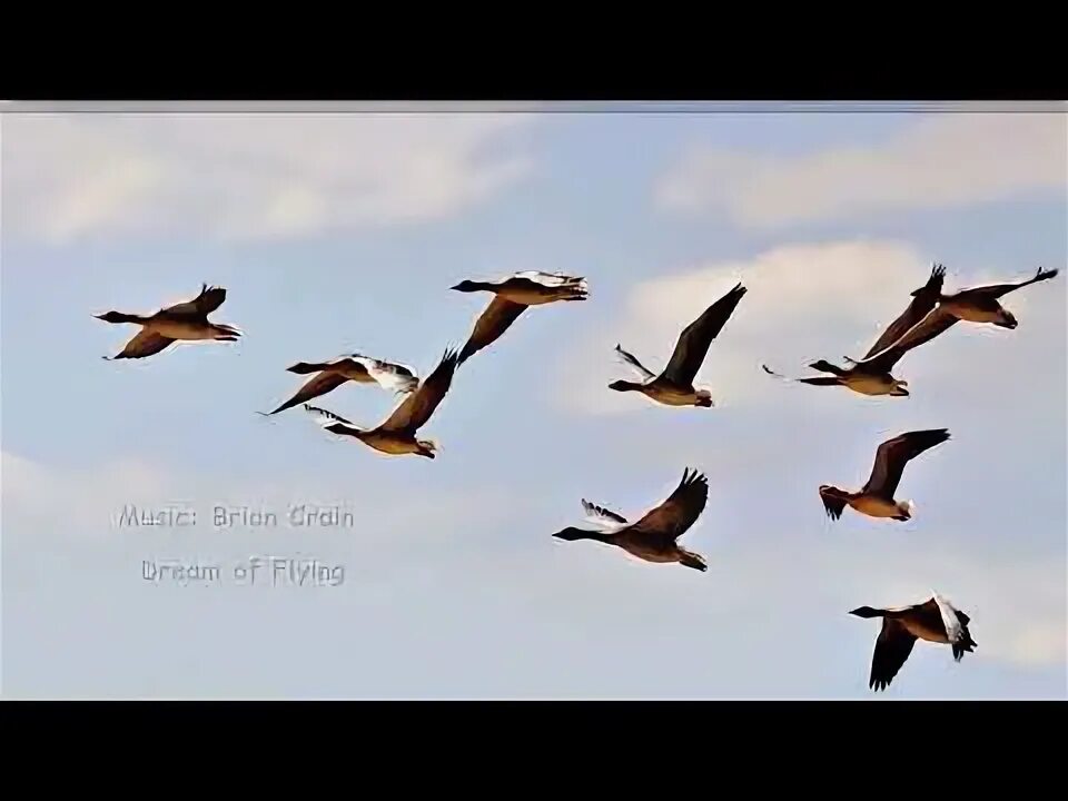 Птицы летят на юг фото THE BIRD - Dream of Flying - YouTube Music