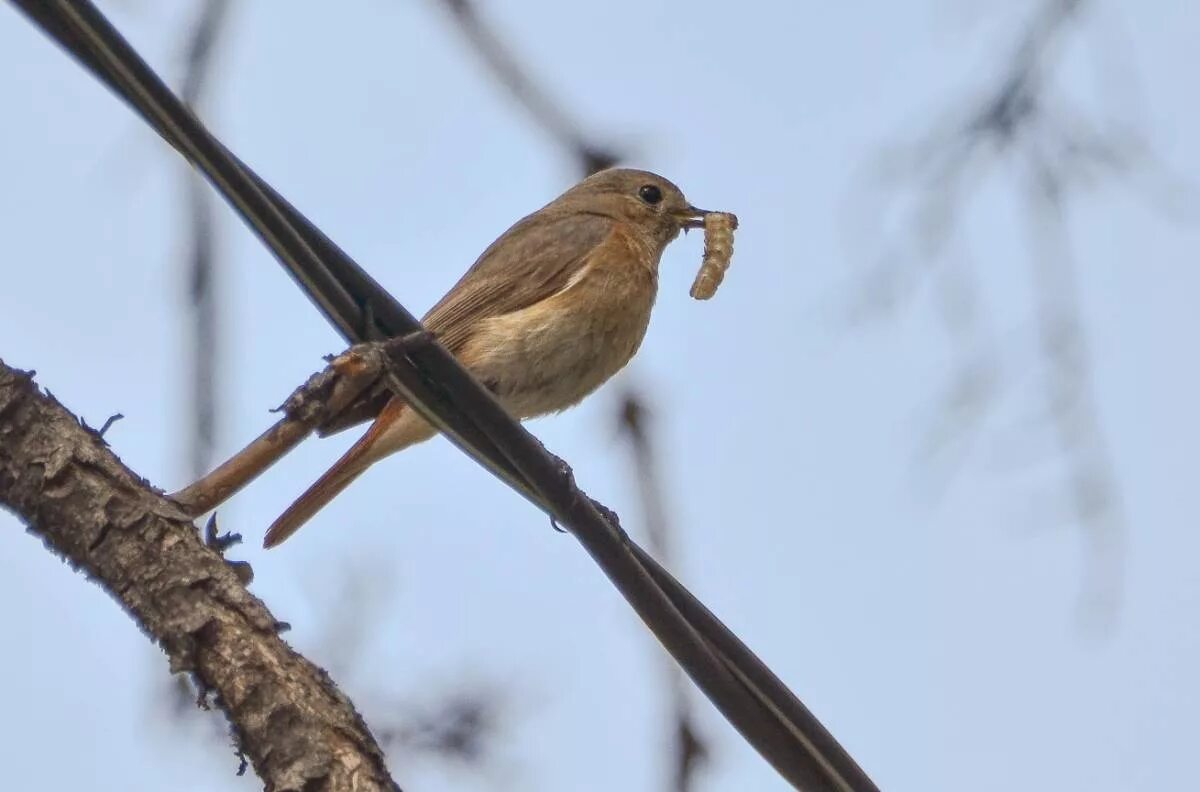 Птицы липецкой области фото с названиями Eurasian Redstart (Phoenicurus phoenicurus). Birds of Siberia.