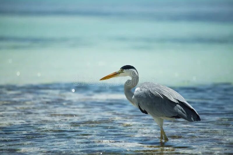 Птицы мальдив фото Bird on Maldives stock image. Image of water, wildlife - 54159633