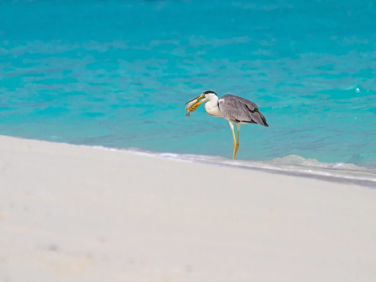 Птицы мальдив фото Символ Мальдивской Республики / Серая цапля (Ardea cinerea) / Автор: Аллагулов С