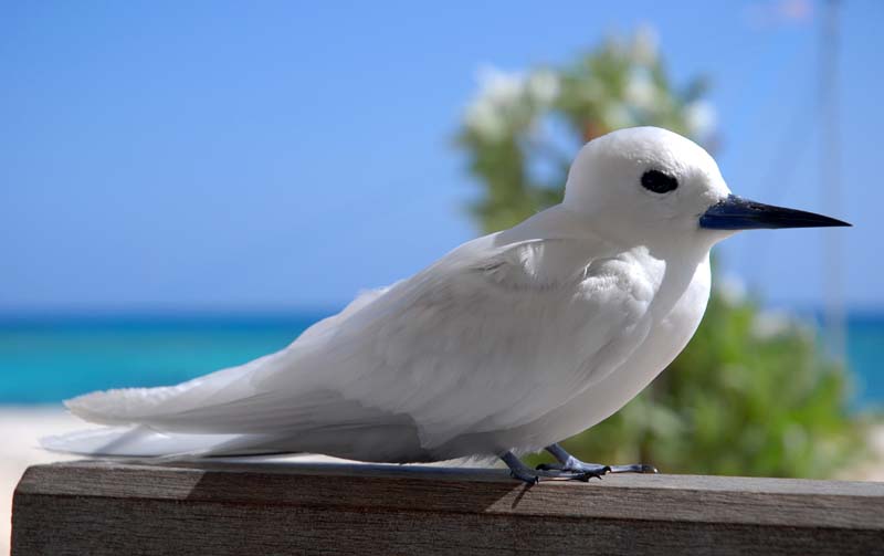 Птицы мальдив фото Fairy Tern Bird