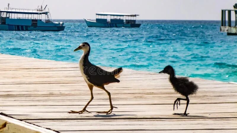 Птицы мальдив фото White-breasted Waterhen Bird with Baby on the Island, Maldives. Stock Image - Im