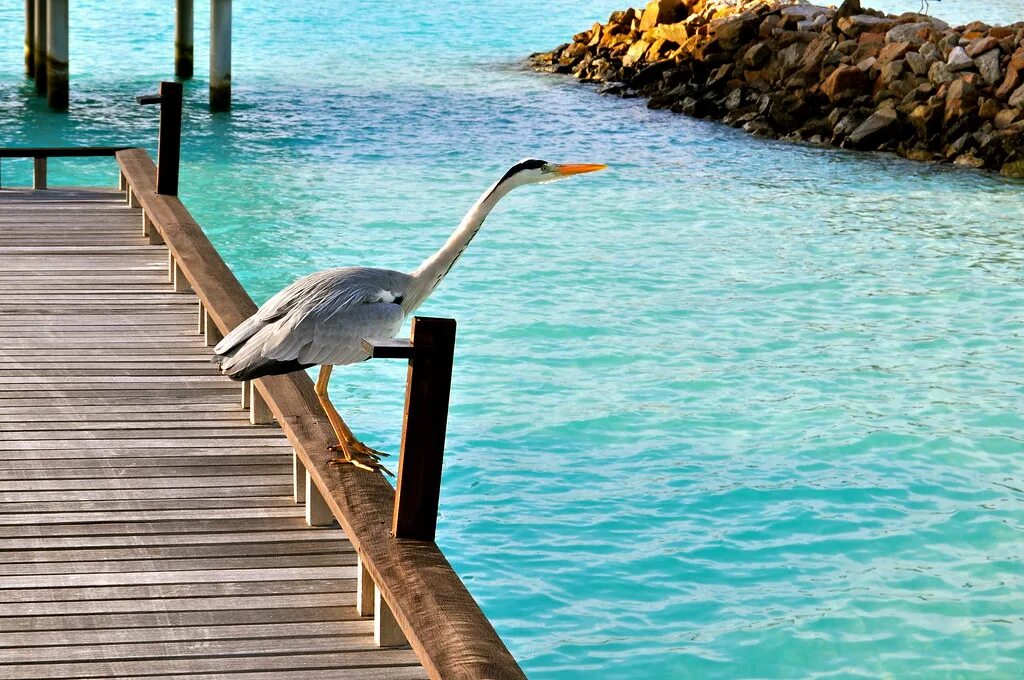 Птицы мальдив фото Maldives Bird The One & Only Resort Reethi Rah. Maldives. Flickr