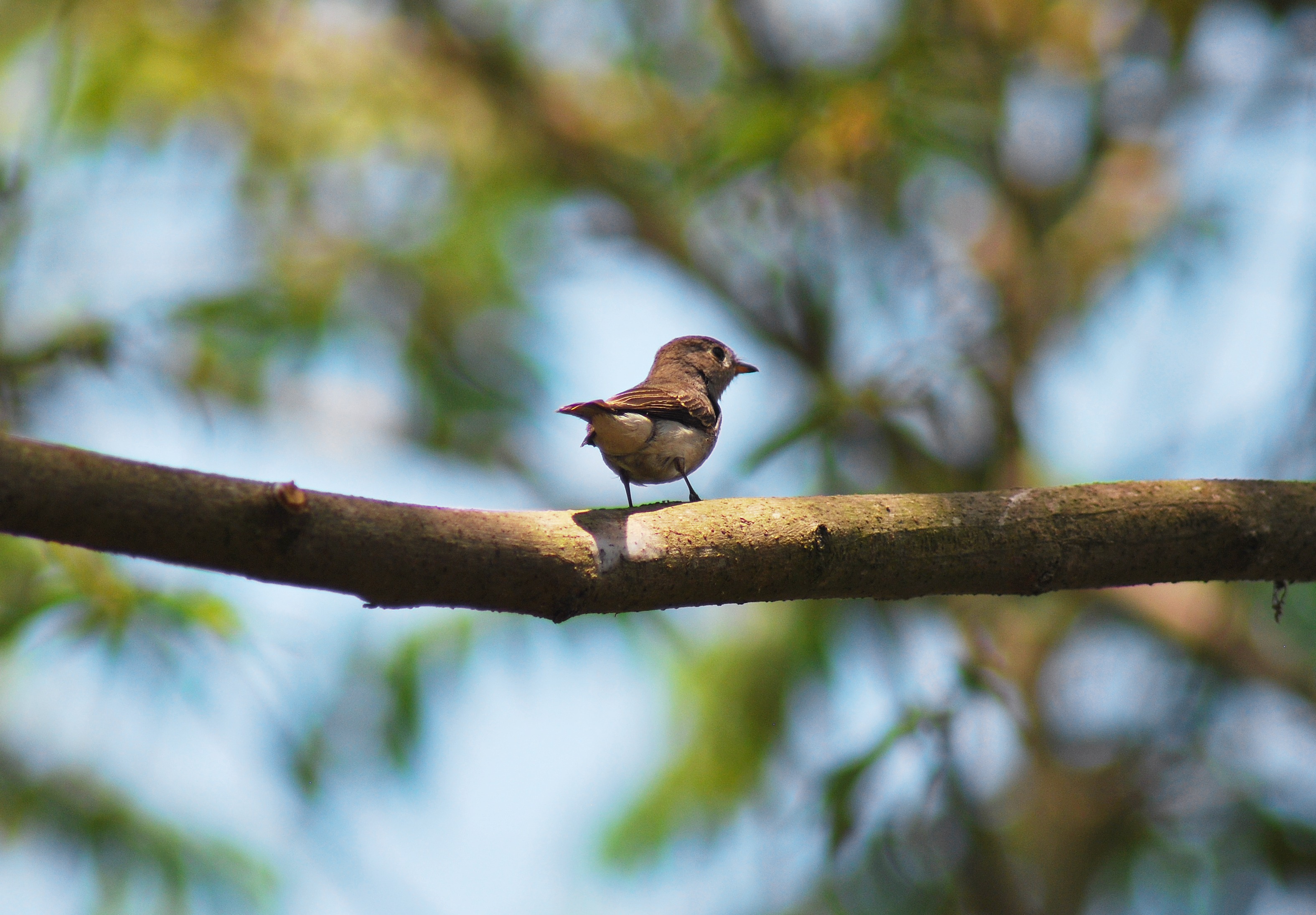 Птицы маленькие фото Small bird in india portrait free image download