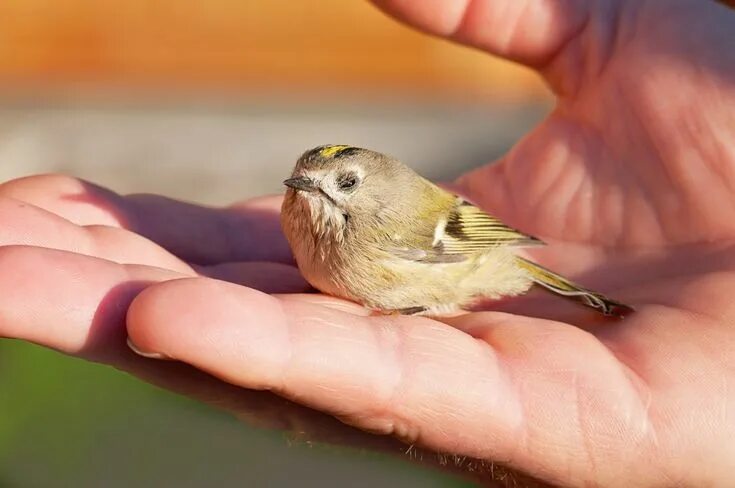 Птицы маленькие фото Free photo Young Bird Hand Goldcrest Weakened Animal Bird - Max Pixel Cute birds