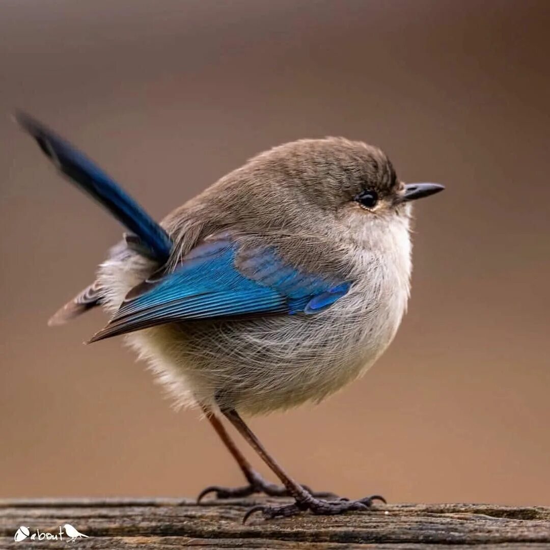 Птицы маленькие фото Splendid Fairy-wren Pet birds, Wild birds, Pretty birds