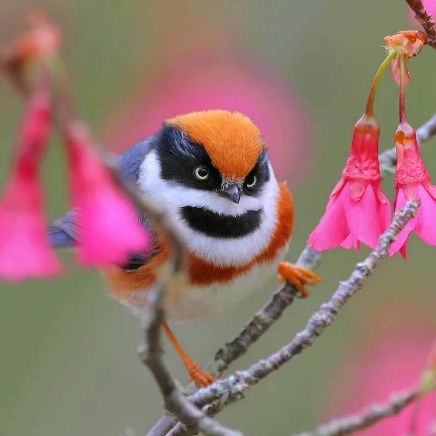 Птицы мира фото This Bird Is Called The Black-Throated Bushtit And Yes, You Read That Right (22 