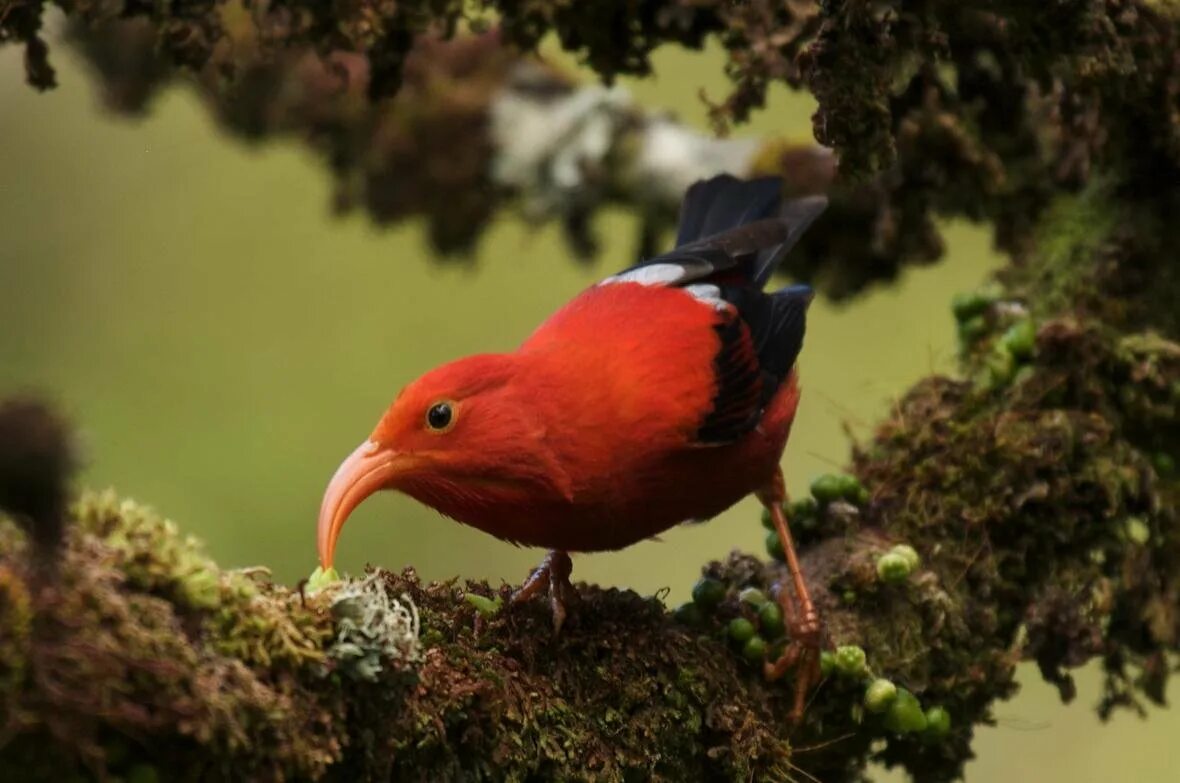 Птицы мира фото It's go time for Hawaiian bird conservation, and luckily there's a playbook