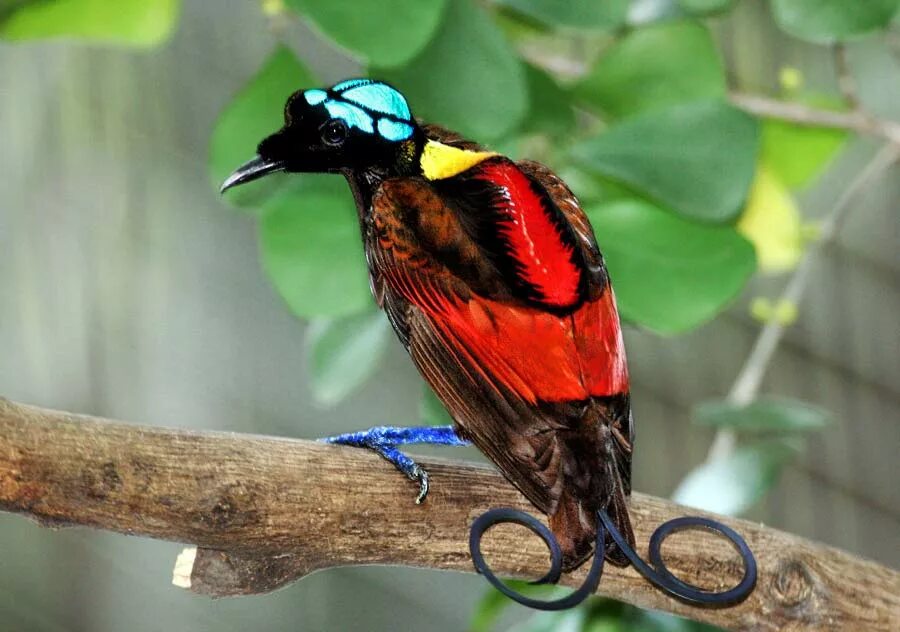 Птицы мира фото и названия Файл:Wilson's Bird of Paradise Best.jpg - Вікіпедія