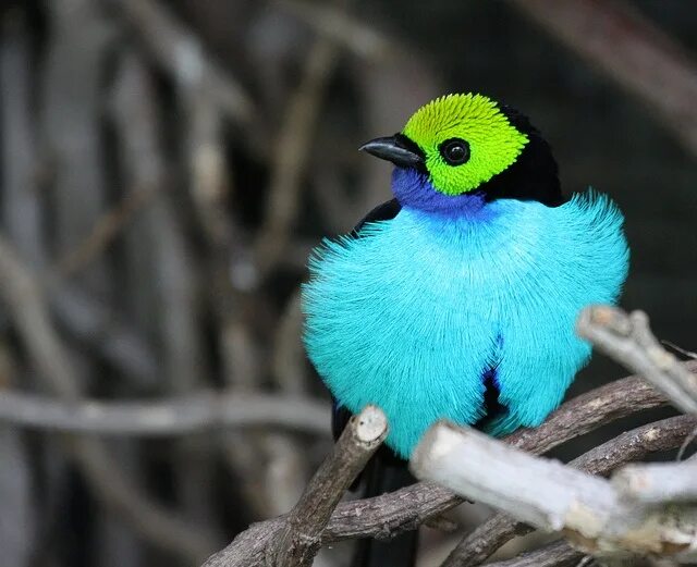 Птицы мира фото и названия самые красивые Paradise Tanager Most beautiful birds, Beautiful birds, Animals beautiful